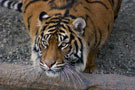 Point Defiance Zoo and Aquarium